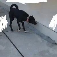 واگذاری سگ|سگ|اهواز, اهواز|دیوار