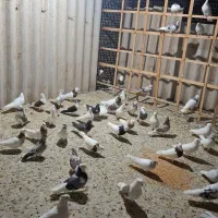 ۸۰عدد کفتر عتیقه،فروش فقط بصورت یکجایی|پرنده|شاهدشهر, |دیوار