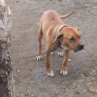 سگ بیتبول|سگ|ایجرود, |دیوار