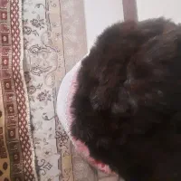 کلاه‌روسی|لباس|تهران, دکتر هوشیار|دیوار