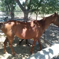 اسب مادیان جوان