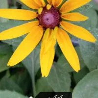 بذرگل های فصلی|گل و گیاه طبیعی|کرمان, |دیوار