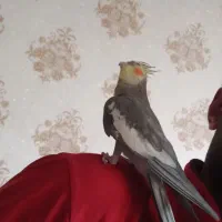 یه جفت عروس هلندی کار درست و کار داده|پرنده|اصفهان, شیخ طوسی|دیوار