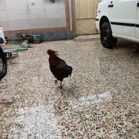 خروس محلی وجوجه محلی کفش..