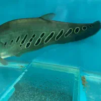 آروانا نایف فایتر|ماهی|مشهد, آزادشهر|دیوار