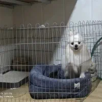 سگ اصیل و نژاد دار پامر خرسی