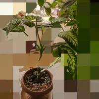 گل طبیعی|گل و گیاه طبیعی|تهران, مهرآباد جنوبی|دیوار