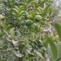 فروش زمین ۹۰۰ متری
