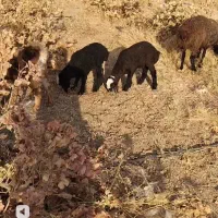 دو عدد بره نرشیر مست ۲عدد بره ماده پای قوچ