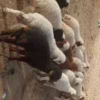 بره نر  وماده