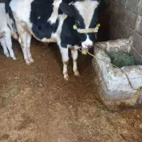گوساله