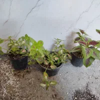 گل حسن یوسف