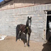اسب