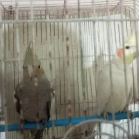 یه جفت عروس هلندی با قفس و لوازماتش|پرنده|تهران, بیسیم|دیوار