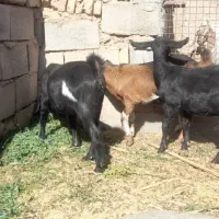 کرها چاق گشتنی|حیوانات مزرعه|بافق, |دیوار