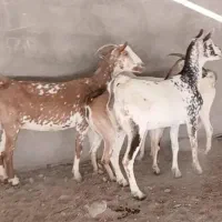 بز چهارعدد ابستن سه ماهه اخرش ۳۴ ملیون|حیوانات مزرعه|بندرعباس, |دیوار