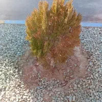 زمین-اجاره-ای-میخاستم