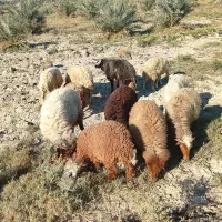 گوسفند در شادگان الفلاحیه