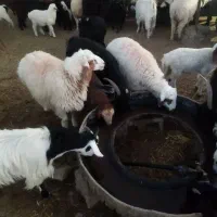 2بره نر سبک یک میش چاق