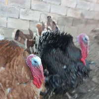 تخم مرغ بوقلمون