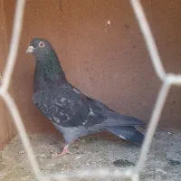 کبوتر پرشی|پرنده|گلپایگان, |دیوار