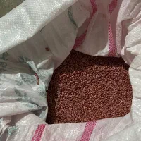 بذر گندم فرانسه مادری