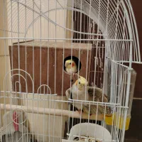 جفت  روی تخم عروس