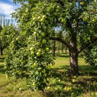 نهال بادام با مغز درشت، فروش عـالی و سود تضمینی|خدمات باغبانی و درختکاری|اردبیل, |دیوار