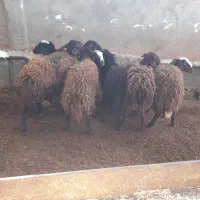 بره ماده پارسالی افشاری