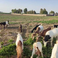 فروش بز و کهره|حیوانات مزرعه|شیراز, ظفرآباد|دیوار