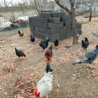 بوقلمون ماده 3جوان سرحال|حیوانات مزرعه|تویسرکان, |دیوار