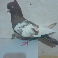 نر سینه ای
