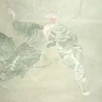 سه عدد بوقلمون سالم