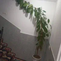یک عددگل باگلدان سرامیکی|گل و گیاه طبیعی|فارسان, |دیوار
