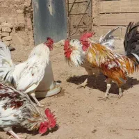 فروش خروس مرغ قیمت      ۳۵۰ مرغ ها وخروس۴۰۰ میباشد|حیوانات مزرعه|قزوین, |دیوار