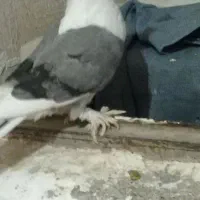 کبوتر|پرنده|خان ببین, |دیوار