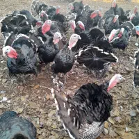 بوقلمون نر محلی|حیوانات مزرعه|الشتر, |دیوار