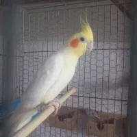 فروش عروس هلندی رنگ ها ی مختلف|پرنده|شلمان, |دیوار