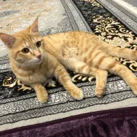 گربه واگذاری رایگان