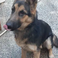 ژرمن شپرد|سگ|گنبد کاووس, |دیوار