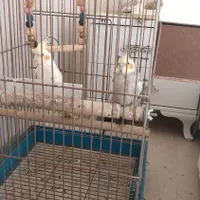 عروس هلندی نر و ماده