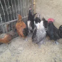 تخم مرغ سبز وبرهما نطفه داروکرک شو وجوجه|حیوانات مزرعه|سیرجان, |دیوار