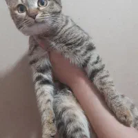 گربه خانگی|گربه|رفسنجان, |دیوار