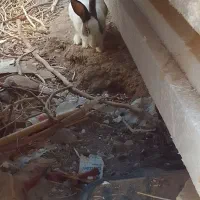 خرگوش