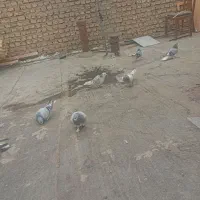 کبوترخرقه ابری|پرنده|اصفهان, شاهد|دیوار