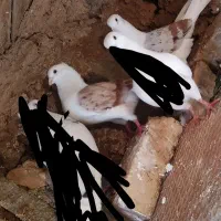 کبوتر|پرنده|چگنی, |دیوار