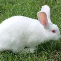 فروش ۳ تا خرگوش