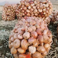 پیاز محلی بلبان آباد ۷تن