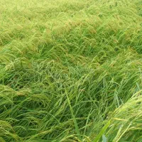 برنج رب انار روغن زیتون بادام زمینی