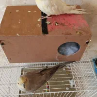 عروس هلندی جفت